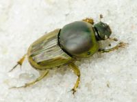 Euoniticellus fulvus