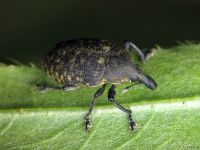 Larinus turbinatus
