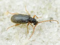 Ptinus rufipes