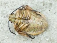 Carpocoris