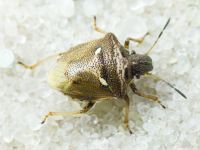 Eysarcoris aeneus