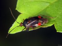 Deraeocoris ruber