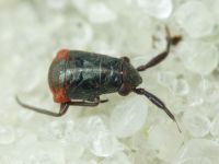 Heteroptera