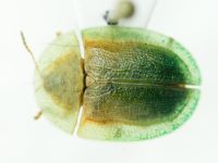 Cassidinae