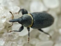 Mecinus collaris