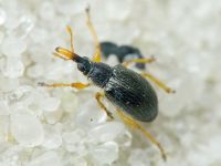 Pseudapion rufirostre