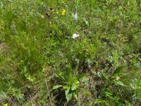 Plantago lanceolata