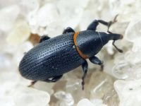 Mecinus collaris