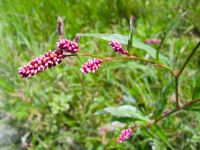 Persicaria maculosa
