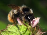 Bombus lapidarius