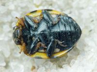 Coccinula quatuordecimpustulata