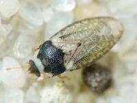 Parapiesma variabile