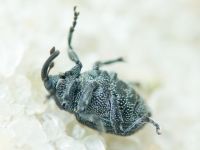 Ceutorhynchus puncticollis