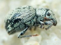 Curculionidae