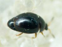 Orthoperus
