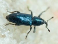 Aulacobaris janthina