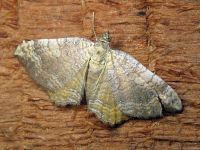 Camptogramma bilineata