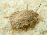 Sciocoris macrocephalus