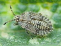 Tingis (Neolasiotropis) pauperata