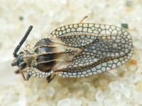 Dictyonota strichnocera