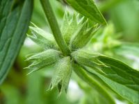 Stachys recta