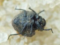 Georissus crenulatus