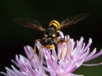 Conops quadrifasciatus