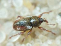 Tychius quinquepunctatus