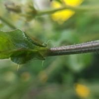 Picris hieracioides