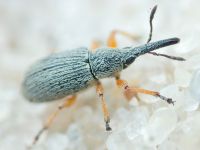 Rhopalapion longirostre