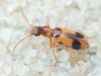 Notoxus monoceros