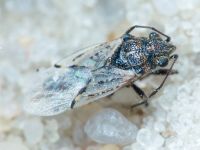 Nysius thymi