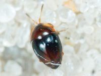 Corylophus cassidoides