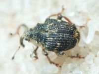 Nedyus quadrimaculatus