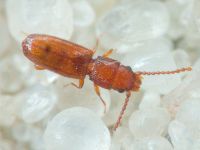 Cryptolestes duplicatus