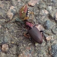 Poecilus (Poecilus) lepidus