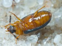 Tetratoma (Tetratoma) fungorum