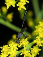 Gasteruption assectator