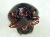 Abraeus