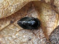 Penthimia nigra