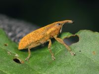 Lixus (Dilixellus) bardanae