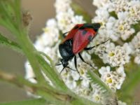 Deraeocoris rutilus