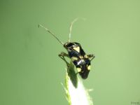 Liocoris tripustulatus
