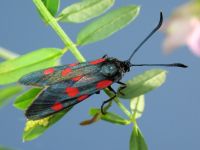 Zygaena lonicerae