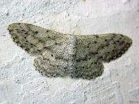 Idaea seriata
