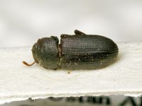 Tenebrionidae