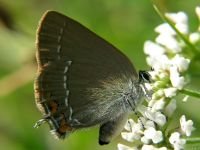 Satyrium spini