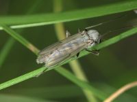 Chironomidae