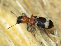 Thanasimus formicarius