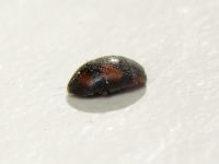 Scymnus frontalis